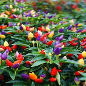 কালার মরিচের বীজ (১০০ পিস)