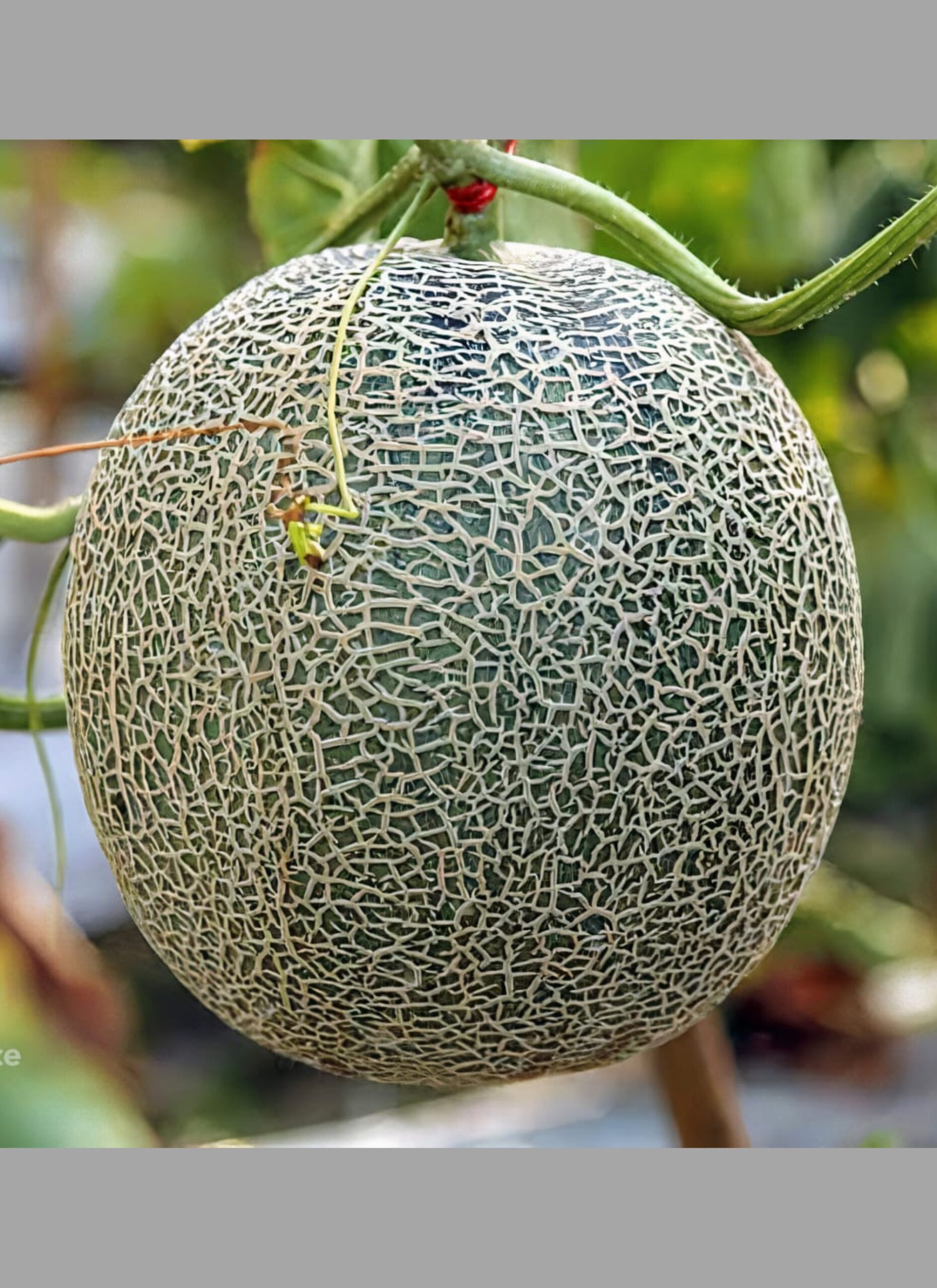 āϏāĻžāĻŽā§āĻŽāĻžāĻŽ āĻĢāϞā§āϰ āĻŦā§āĻ (ā§Šā§Ģ āĻĒāĻŋāϏ) - Image 6