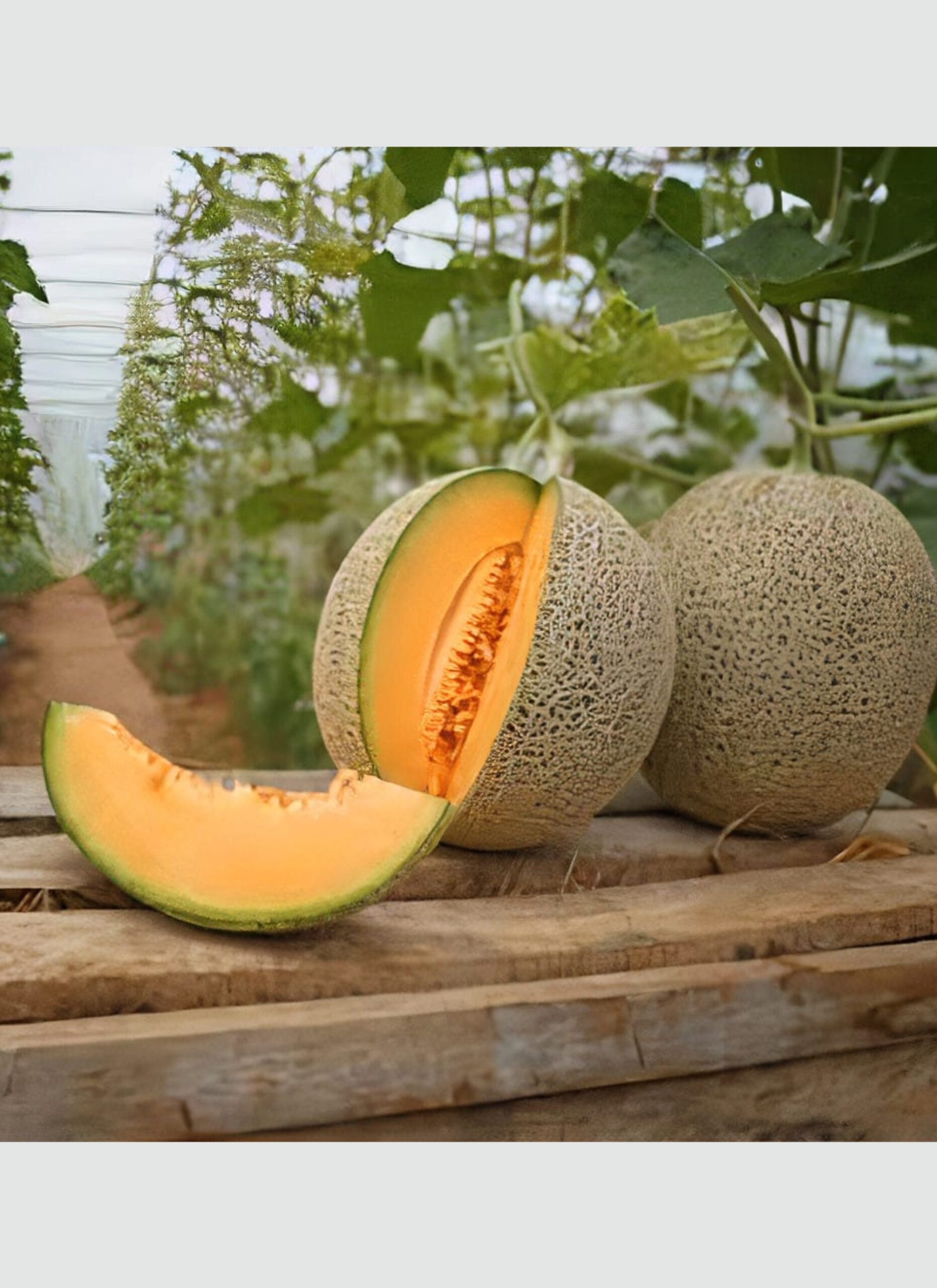 āϏāĻžāĻŽā§āĻŽāĻžāĻŽ āĻĢāϞā§āϰ āĻŦā§āĻ (ā§Šā§Ģ āĻĒāĻŋāϏ) - Image 3