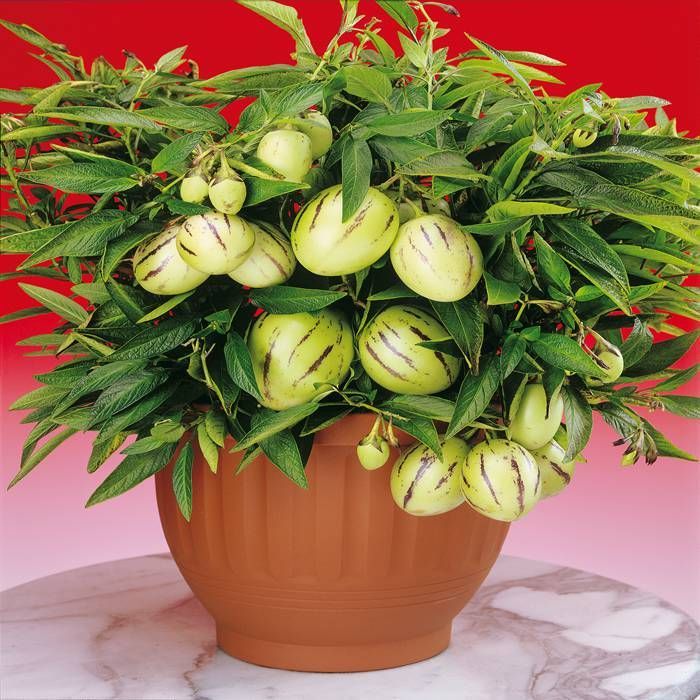 āĻŦāĻžāϰā§āĻŽāĻžāϏāĻŋ āĻĒā§āĻĒāĻŋāύ⧠āĻŽā§āϞāύā§āϰ āĻŦā§āĻ (100 āĻĒāĻŋāϏ) - Image 2