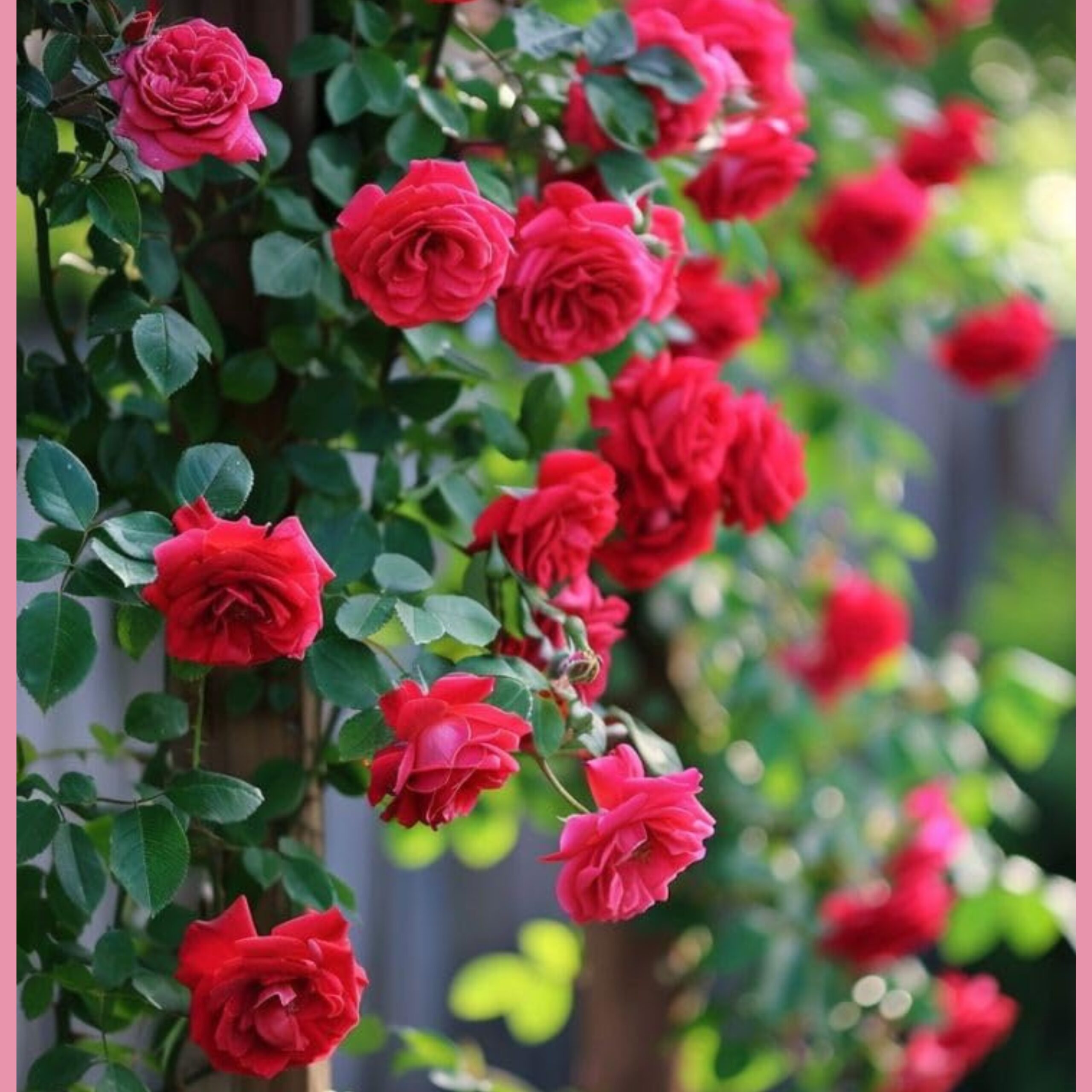 বারোমাসি ক্লাইম্বিং রোজ বীজ (১০০ পিস)  - Image 3