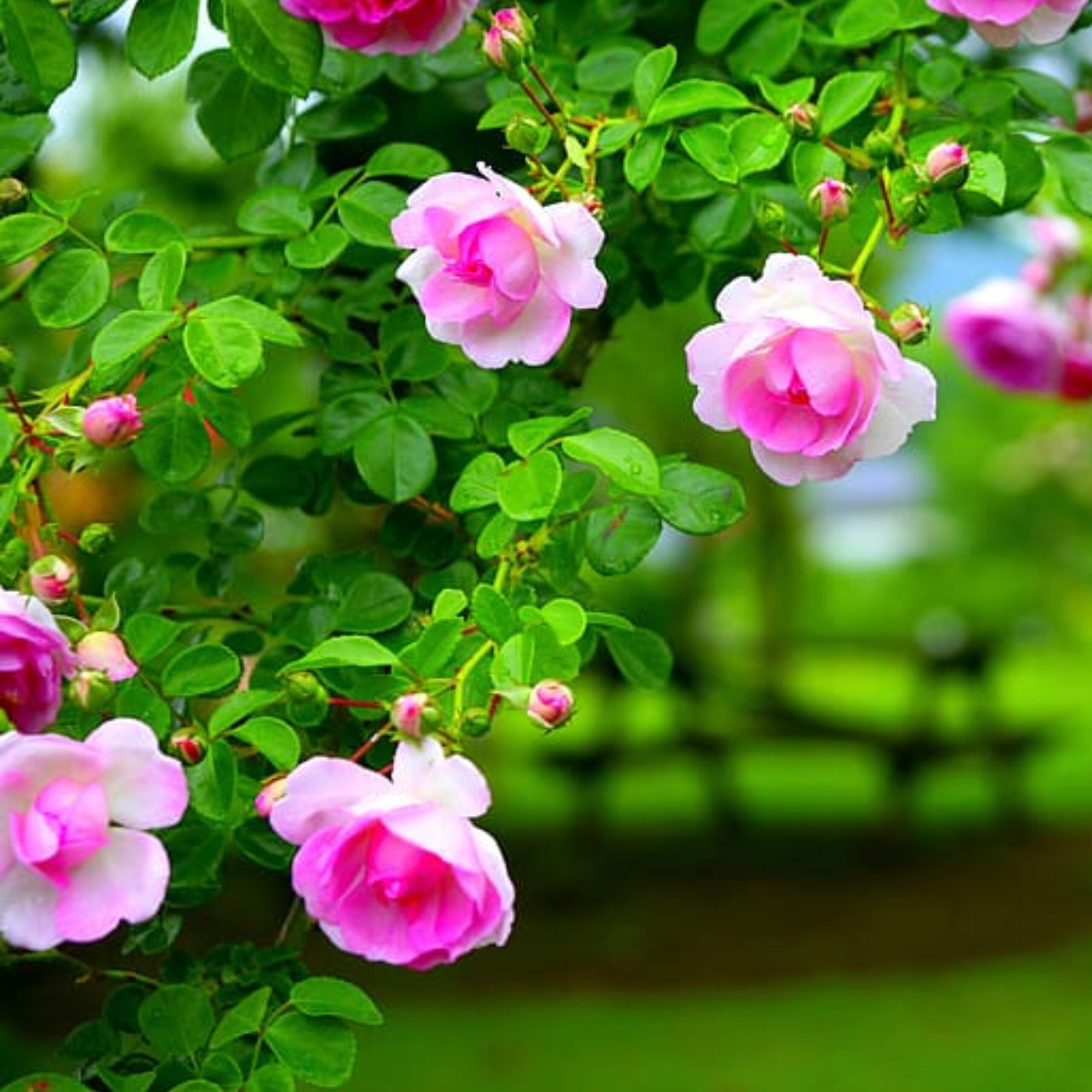 বারোমাসি ক্লাইম্বিং রোজ বীজ (১০০ পিস)  - Image 4