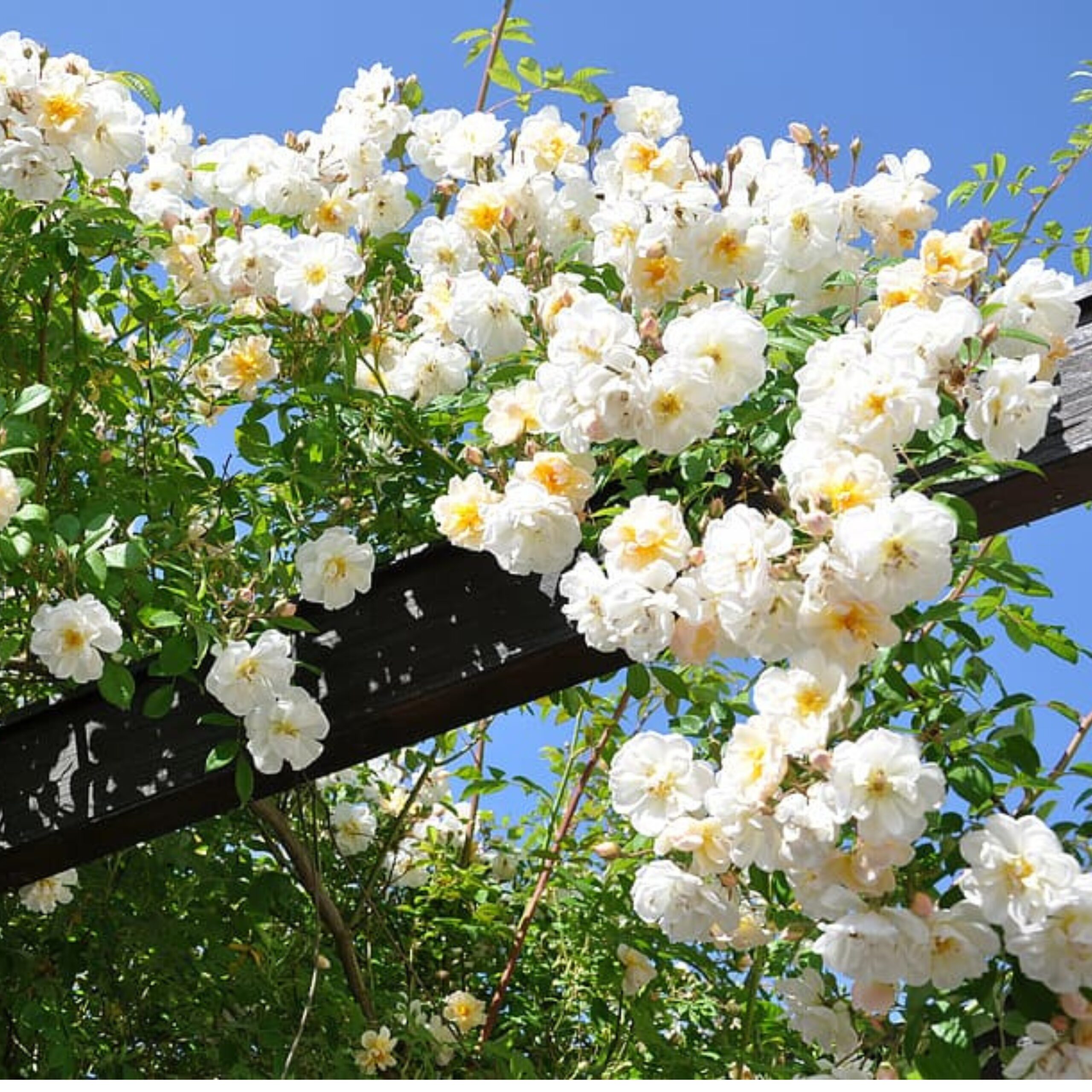 বারোমাসি ক্লাইম্বিং রোজ বীজ (১০০ পিস)  - Image 2