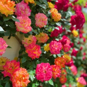 বারোমাসি ক্লাইম্বিং রোজ বীজ (১০০ পিস) 