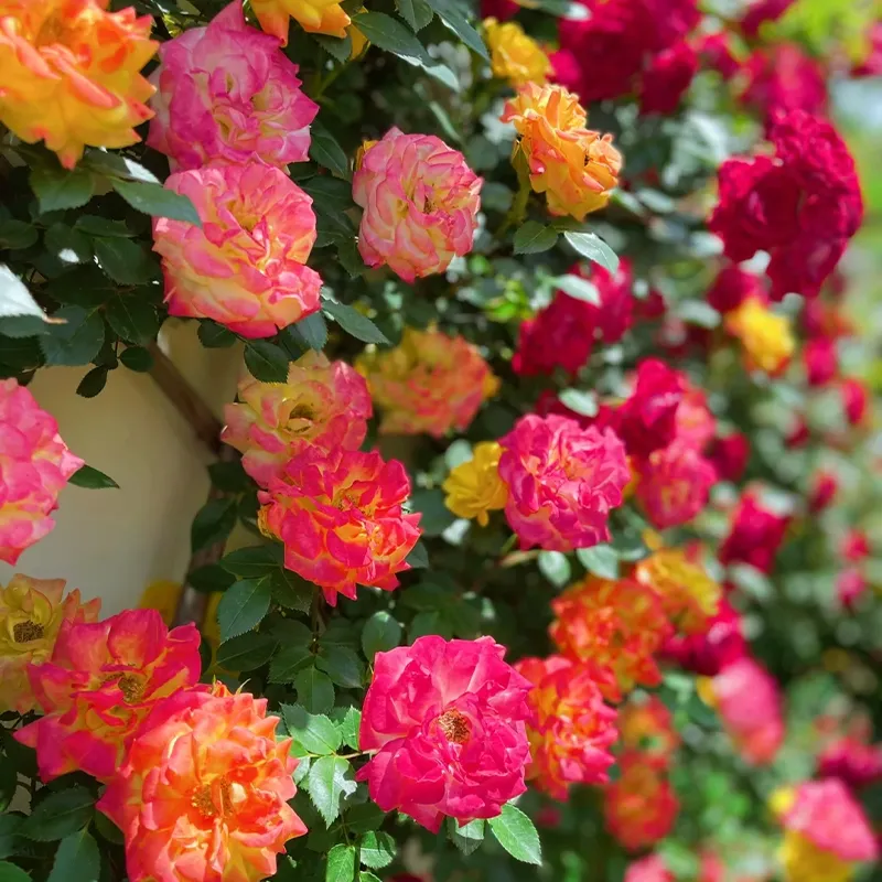 বারোমাসি ক্লাইম্বিং রোজ বীজ (১০০ পিস)