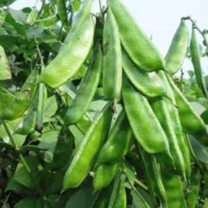 হাইব্রিড কেরালা সিমের বীজ (৩৫ পিস)