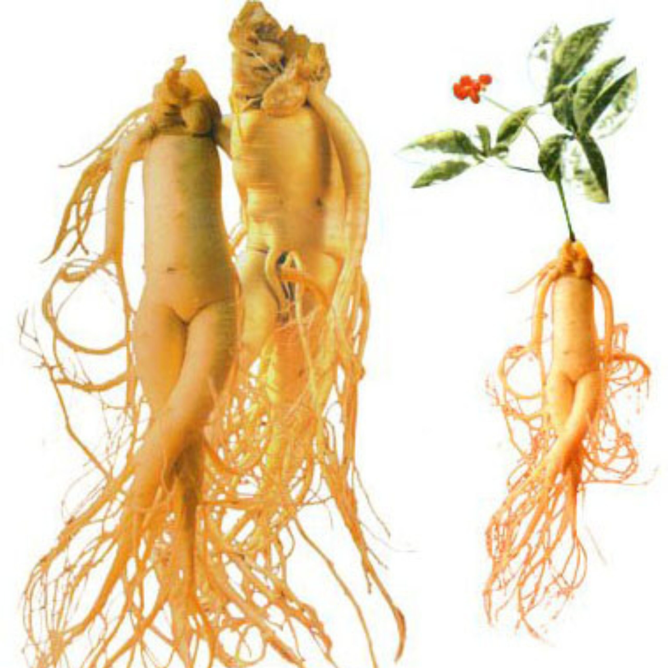 āĻšāĻžāĻāĻŦā§āϰāĻŋāĻĄ āĻāĻŋāύāϏā§āĻ āĻŦā§āĻ (ā§Ģā§Ļ āĻĒāĻŋāϏ) - Image 3