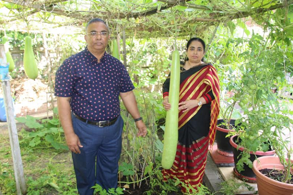 হাইব্রিড বাঁশ লাউয়ের বীজ (২০ পিস) - Image 3