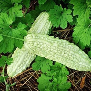 হাইব্রিড মিষ্টি করলা (১০ পিস)