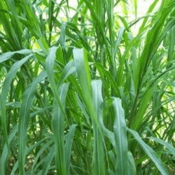 গুয়েতমালা ঘাসের বীজ (১ কেজি) - Image 2