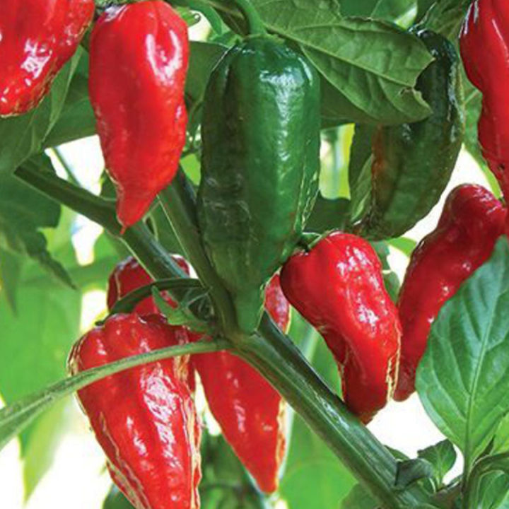 বারোমাসি নাগা বোম্বাই মরিচ বীজ (১০০ পিস) - Image 2