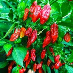 বারোমাসি নাগা বোম্বাই মরিচ বীজ (১০০ পিস)