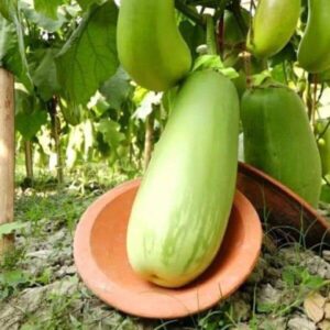 হাইব্রিড বারি-১২ বেগুনের বীজ (১০০ পিস)