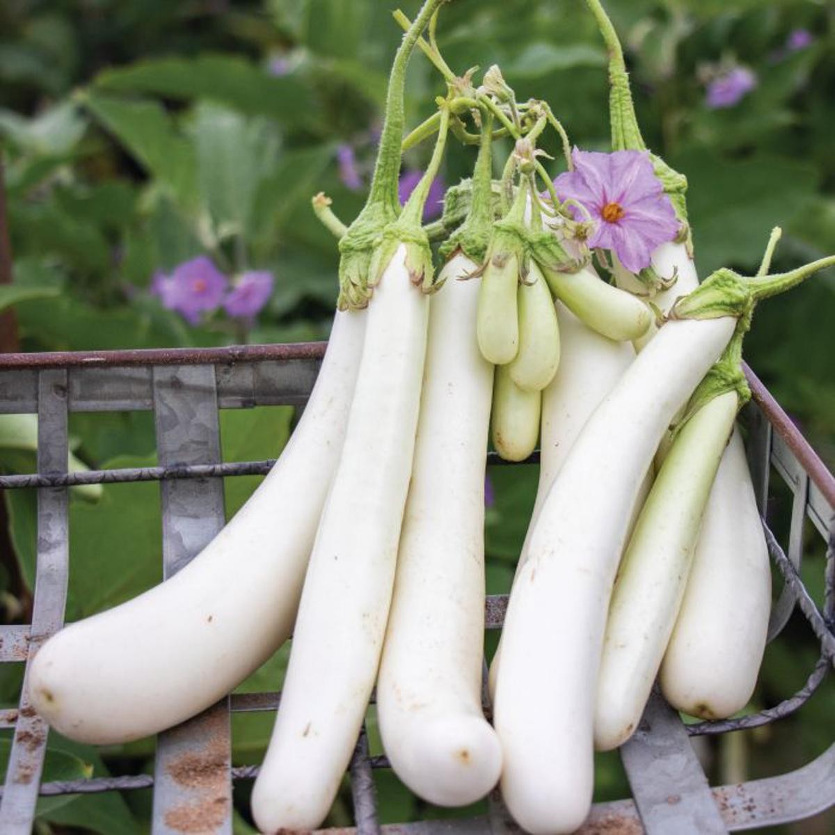 বারোমাসি সাদা লম্বা বেগুন (৫০ পিস) - Image 2