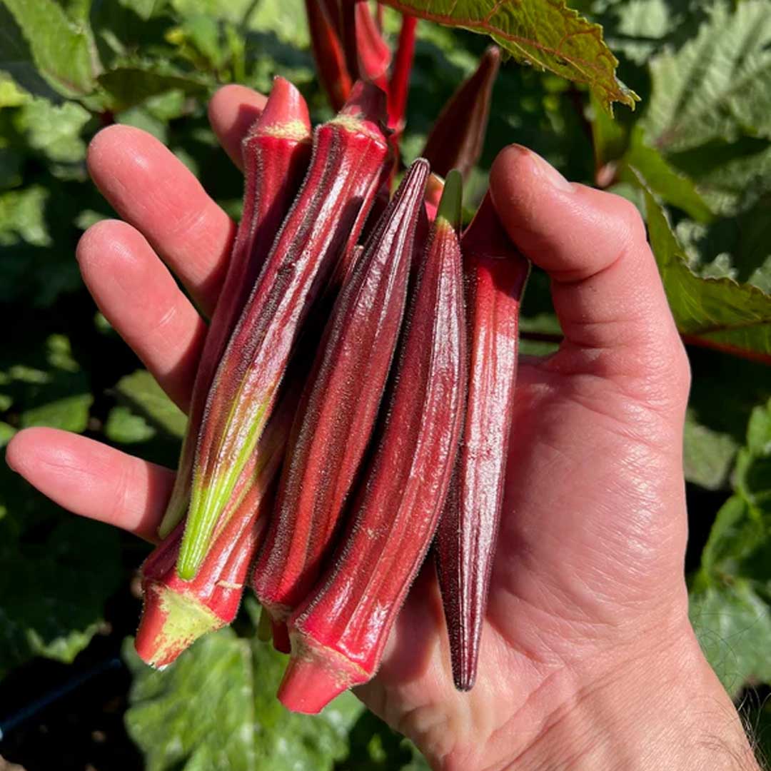 বারোমাসি লাল ঢেঁড়স বীজ (৪৫ পিস) - Image 4