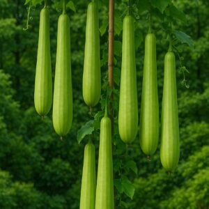 হাইব্রিড বাঁশ লাউয়ের বীজ (২০ পিস)