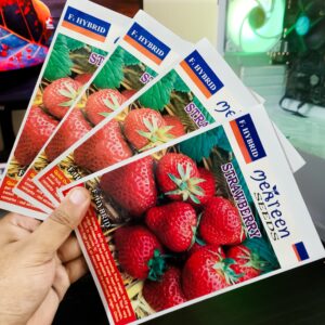 বারোমাসি স্ট্রবেরীর বীজ (৫০ পিস) - ফ্রি