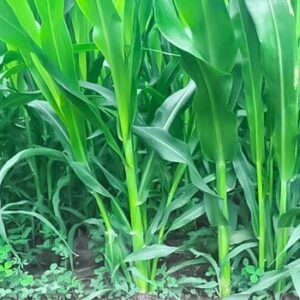 গুয়েতমালা ঘাসের বীজ (১ কেজি)