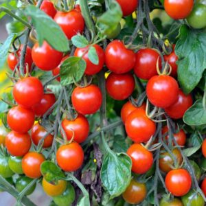 বারোমাসি লাল চেরি টমেটো বীজ (25 পিস)