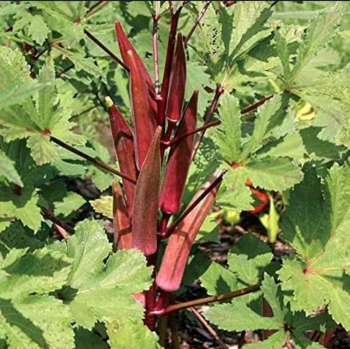 বারোমাসি লাল ঢেঁড়স বীজ (৪৫ পিস) - Image 3