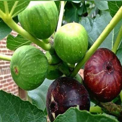 বারোমাসি তিনফল বীজ (২৫ পিস) - Image 3