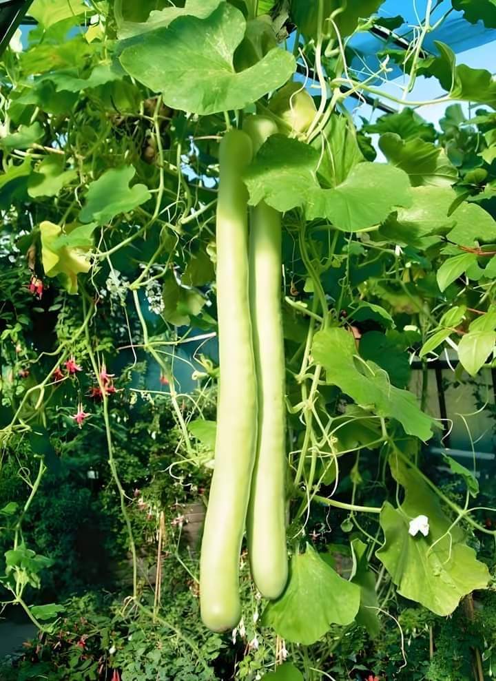 হাইব্রিড বাঁশ লাউয়ের বীজ (২০ পিস) - Image 4