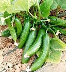 হাইব্রিড বারোমাসি এরাবিয়ান শসা বীজ (১৫ পিস) - ফ্রি