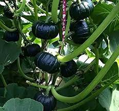 বারোমাসী জাপানি মিষ্টি কুমড়া (২০ পিস) - Image 2