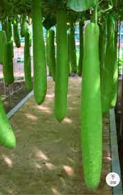 হাইব্রিড বাঁশ লাউয়ের বীজ (২০ পিস) - Image 2