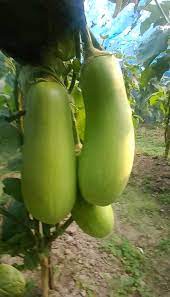 হাইব্রিড বারি-১২ বেগুনের বীজ (১০০ পিস) - Image 2