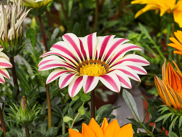 গাজানিয়া ফুলের বীজ (১৫ পিস) - Image 2