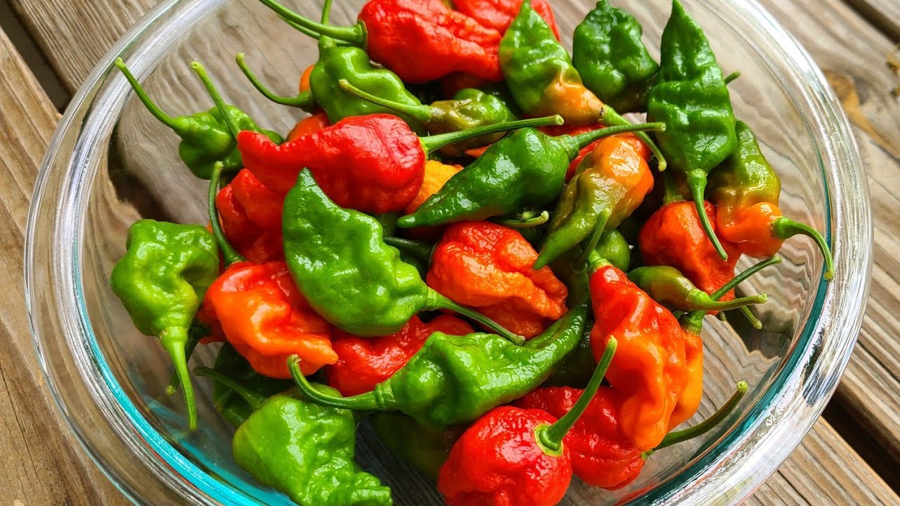 বারোমাসি নাগা বোম্বাই মরিচ বীজ (১০০ পিস) - Image 3