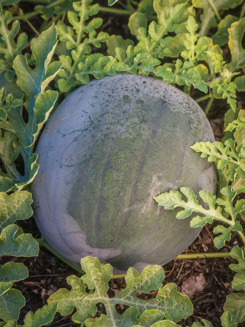 āĻŦāĻžāϰā§āĻŽāĻžāϏāĻŋ āĻāĻžāϞ⧠āϤāϰāĻŽā§āĻ (ā§Šā§Ļ āĻĒāĻŋāϏ) - Image 2