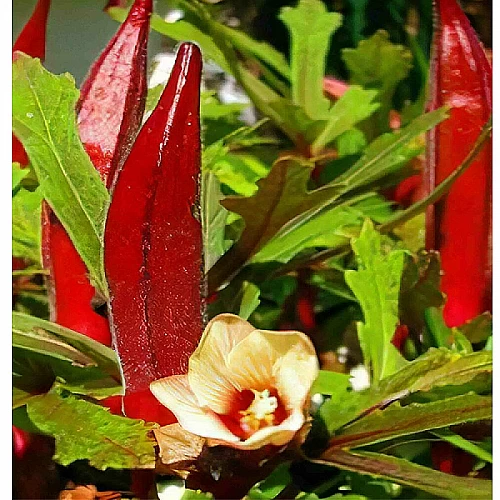 বারোমাসি লাল ঢেঁড়স বীজ (৪৫ পিস) - Image 2