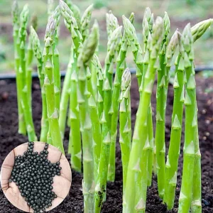 বারোমাসি এসপারাগাছ বীজ (২০ পিস)