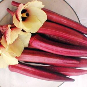 বারোমাসি লাল ঢেঁড়স বীজ (৪৫ পিস)