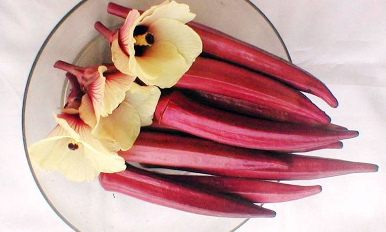 বারোমাসি লাল ঢেঁড়স বীজ (৪৫ পিস)