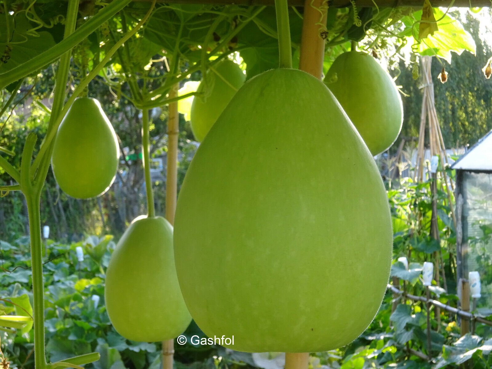 বারোমাসি বিন্দু লাউয়ের বীজ (৩০ পিস) - Image 3