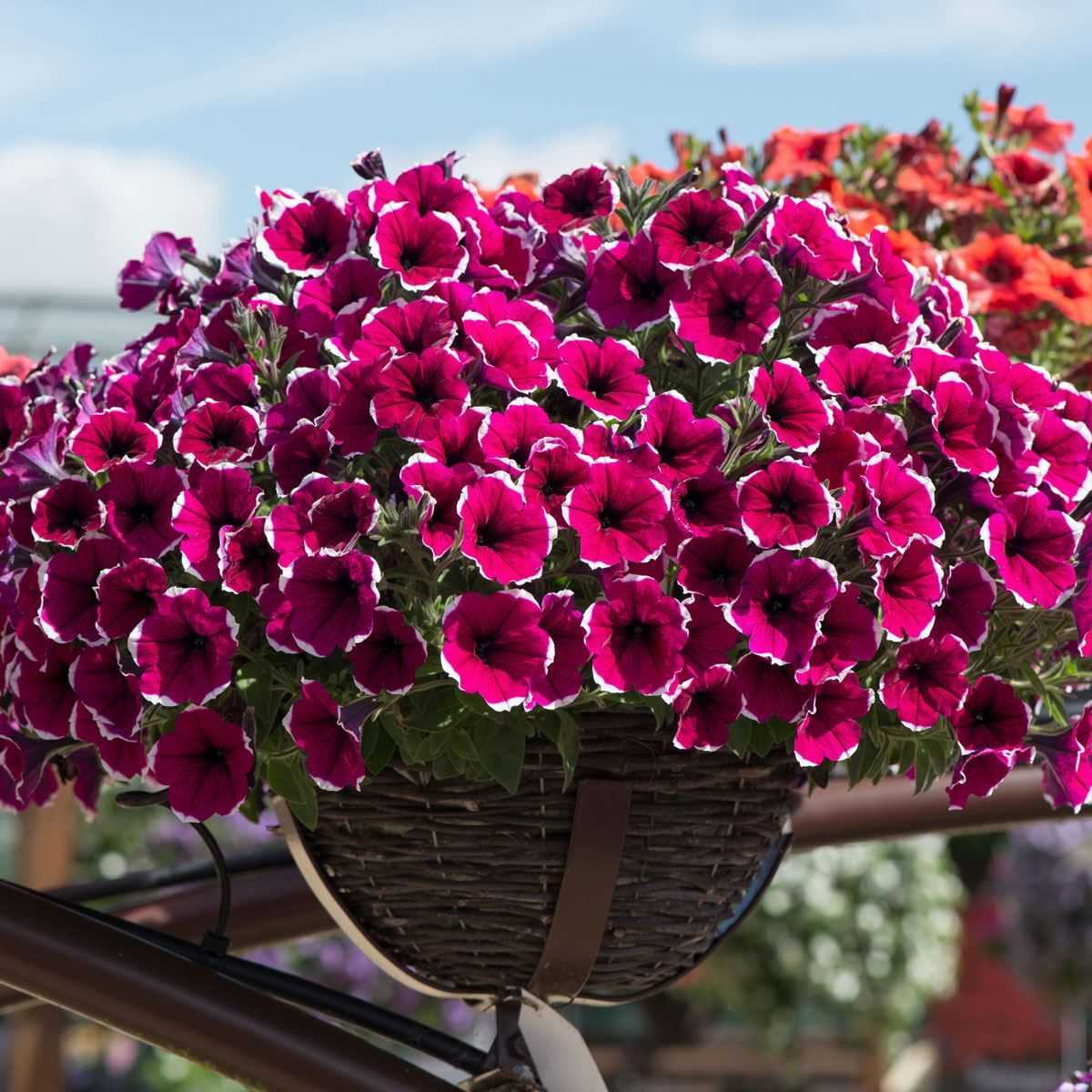 āĻšāĻžāĻāĻŦā§āϰāĻŋāĻĄ āĻĒāĻŋāĻā§āύāĻŋā§āĻž āĻĢā§āϞā§āϰ āĻŦā§āĻ (ā§Šā§Ļ āĻĒāĻŋāϏ) - Image 3