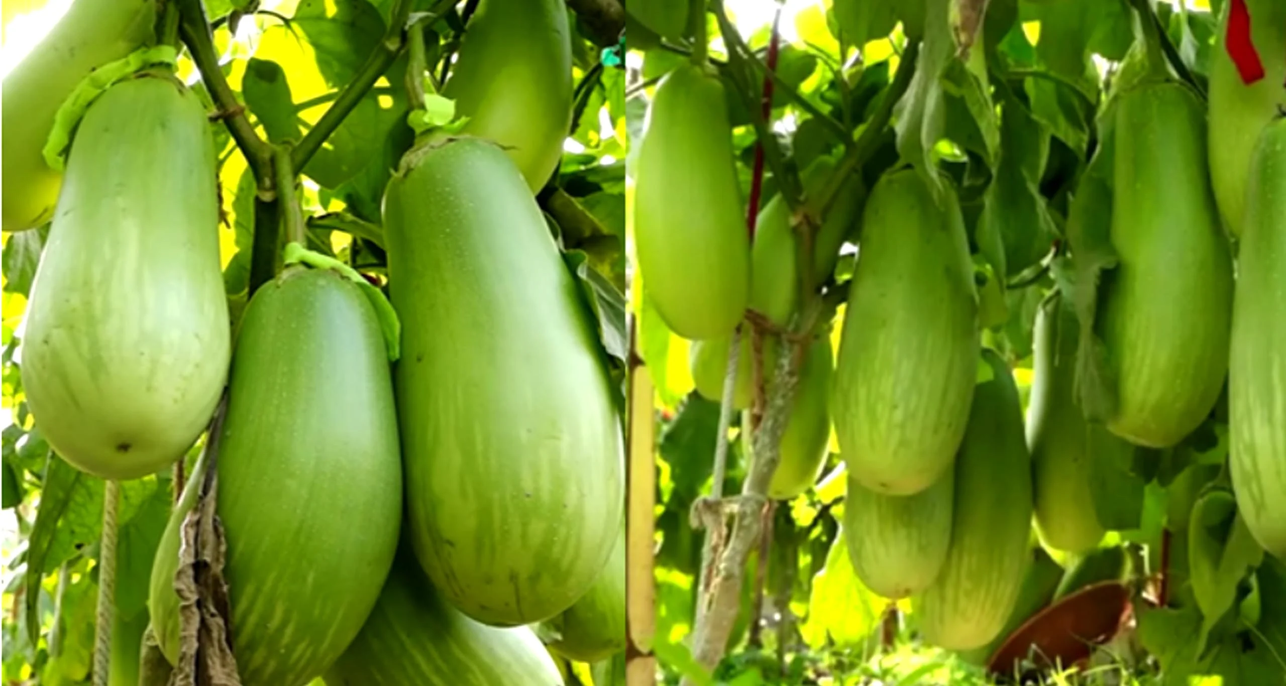 হাইব্রিড বারি-১২ বেগুনের বীজ (১০০ পিস) - Image 3