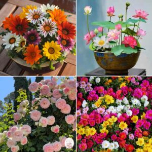 ৪ প্রকার ফুলের কম্বো