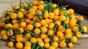 চারাপিতা মরিচ বীজ (২০ পিস)